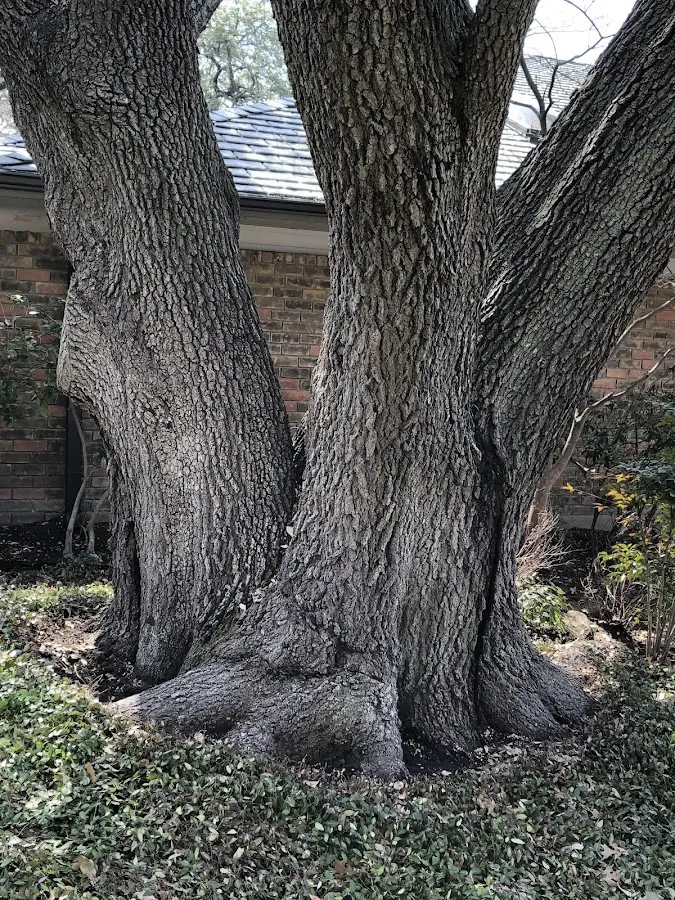 Mature heritage tree close to a Bridgewater property cared for by certified arborists